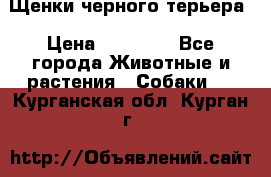 Щенки черного терьера › Цена ­ 35 000 - Все города Животные и растения » Собаки   . Курганская обл.,Курган г.